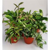 HOJA NAVADNA VOŠČENKA MIX L12