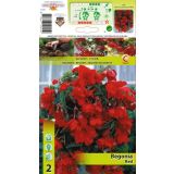 HOLLAND BULB MARKET BEGONIJA RED PENDULA