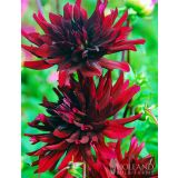 HOLLAND BULB MARKET DALIJA NUIT D'ETE CACTUS