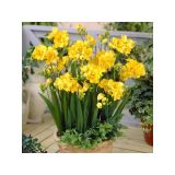 HOLLAND BULB MARKET FREESIA DVOJNA RUMENA