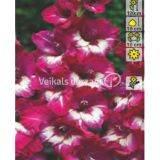 HOLLAND BULB MARKET GLADIOLA MATCHPOINT