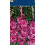 HOLLAND BULB MARKET GLADIOLA RASTA PRINT