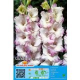 HOLLAND BULB MARKET GLADIOLA TAMPERE