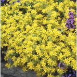 HOMULICA YELLOW QUEEN L12