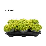 HOMULICA YELLOW QUEEN L12