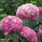 HORTENZIJA ARBORESCENS PINK ANNABELLE L19 CM