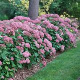 HORTENZIJA ARBORESCENS PINK ANNABELLE L19 CM