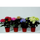 HORTENZIJA HORTENZIJA L15