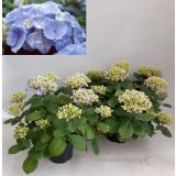 HORTENZIJA HORTENZIJA MACROPHIYLLA L19