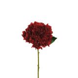 HORTENZIJA JULIET, RDEČA