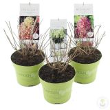 HORTENZIJA LATASTA MIX L17 PANICULATA