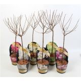 HORTENZIJA LATASTA MIX NA STEBLU L17