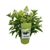 HORTENZIJA LATASTA (PANICULATA) L26 CM
