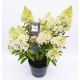 HORTENZIJA LATASTA (PANICULATA) L23 CM