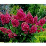 HORTENZIJA LATASTA WIMS RED L19 CM