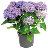 HORTENZIJA MACROPHYLA MOPHEAD L17 MIX