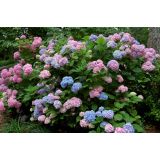 HORTENZIJA MACROPHYLA MOPHEAD L17 MIX