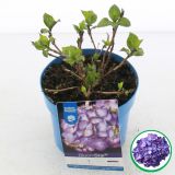 HORTENZIJA MACROPHYLLA BLOOM STAR L17