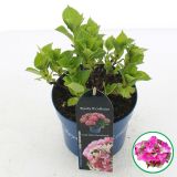 HORTENZIJA MACROPHYLLA ROYALTY LADY L17