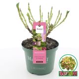 HORTENZIJA MAGICAL AMETHYST L23