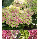 HORTENZIJA MAGICAL AMETHYST L23