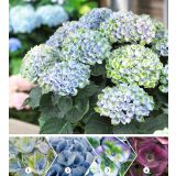 GRM HORTENZIJA MAGICAL EVOLUTION BLUE L14