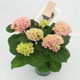 GRM HORTENZIJA MAGICAL REVOLUTION ROSE L14