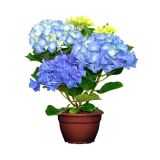 HORTENZIJA MIX L14 V35 CM MAGICAL REVOLUTION