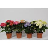 HORTENZIJA MIX L14 VIŠ 35 CM