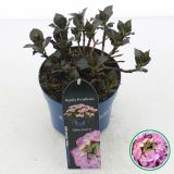 HORTENZIJA TELLER ROYALTY TIFFANY BELA L19