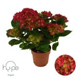 HORTENZIJA VRTNA RDEČA L14 CM