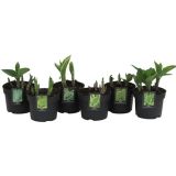 TRAJNICA HOSTA MIX L17