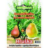 HRUŠKA 2 SORTI V LONCU L27