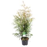 IGLAVEC AMERIŠKI KLEK