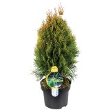 IGLAVEC AMERIŠKI KLEK