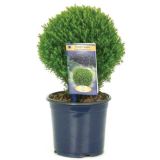 IGLAVEC AMERIŠKI KLEK TEDDY