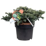 IGLAVEC BODEČA SMREKA