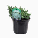 IGLAVEC BRIN BLUE STAR