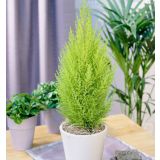 IGLAVEC CIPRESA GOLDCREST WILMA POT 10.5