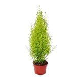 IGLAVEC CIPRESA GOLDCREST WILMA POT 10.5