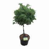 IGLAVEC CRYPTOMERIA JAPONICA ELEGANS VIRIDIS