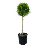 IGLAVEC CUPRESSOCYPARIS LEYLANDII GOLD NA STEBLU