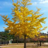 IGLAVEC GINKGO BILOBA L3 L
