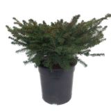 IGLAVEC GNEZDASTA SMREKA