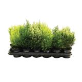 IGLAVEC IGLAVCI MIKS