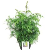 IGLAVEC JAPONSKA KRIPTOMERIJA