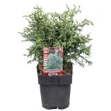 IGLAVEC JAPONSKA PACIPRESA