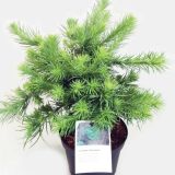 IGLAVEC JAPONSKI MACESEN