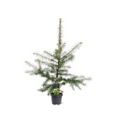 IGLAVEC JAPONSKI MACESEN L23