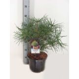 IGLAVEC JAPONSKI SENČNIK